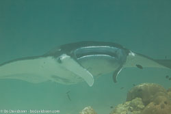 BD-111124-Raja-Ampat-5219-Manta-birostris-(Walbaum.-1792)-[Giant-manta.-Stillahavsmanta].jpg